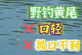 野钓黄尾，抓口不到？只需一个改动，抓口又快又准，真好#钓友记#