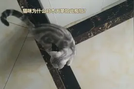 猫咪为什么对木天蓼如此痴狂？