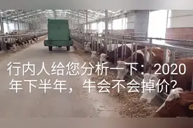 行内人给您分析一下：2020年下半年，牛会不会掉价？视频封面