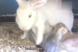 母兔把自己的幼崽咬死为何会做出这么凶残的事情来？看完后明白了