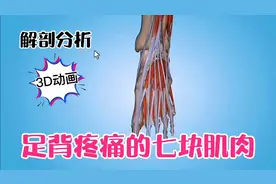 解剖分析：足背疼痛的的七块肌肉