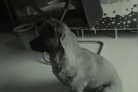 马犬与串串狗会杂交出什么样的宠物狗呢？一年多了，是这个样子