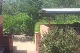 来天津蓟县八歌鱼馆农家院吃水库鱼，还能去红花峪采摘桑葚，好美视频封面