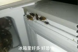 农村厨房突然发现奇怪蟑螂 小伙最后找到了一窝窝 最后一锅端视频封面