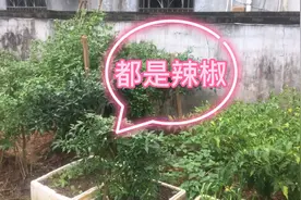 住了二十多年的棚户房，这里承载了，我满满的回忆……