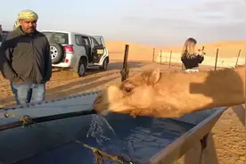 骆驼一次喝120斤水，这次知道为什么可以长时间走沙漠了视频封面