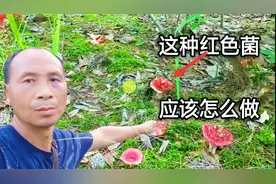 湖北宜昌山里独有的红色菌，怎么做才能放心吃？农民这样如是说的