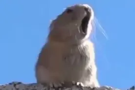 哎吆，哎吆哎吆