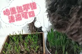 狗吃草，真稀奇！老公精心为流浪狗种的爱心草，萌狗吃得真香啊！视频封面