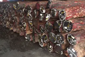 小红木—非洲刚果金紫檀