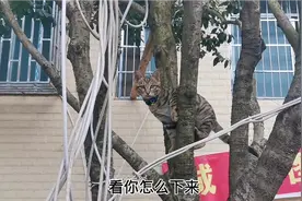 4个月大的狸花猫太调皮，指甲被剪还轻易爬上树，看你怎么下来！视频封面