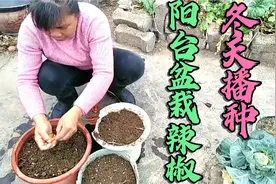 辣么贵吃不起？家庭阳台盆栽朝天椒，冬天播种有诀窍