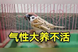 担心麻雀气性大不知咋养活，村里老人支一招，用这种方法就可以养视频封面