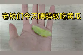 养蚂蚁的第84天，今天喂蚂蚁吃黄瓜视频封面
