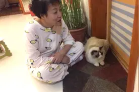 小猫咪让我给玩疯狂了，追着我满屋跑，