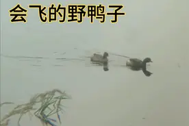 同是鸭禽，为什么野鸭会飞家鸭不会飞呢，一起来看看！
