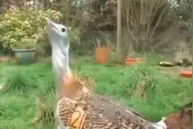 鸨鸟，名字背锅千年的鸟