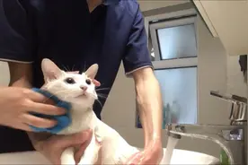 【回忆篇】漂亮的猫咪小白洗澡澡，嗯~很舒服视频封面