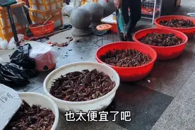 成都海鲜批发市场，小龙虾才6块一斤，为啥会这么便宜