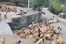 农村小伙养殖土鸡，两百多只鸡每天喂60斤粮食，鸡长的又肥又健康视频封面