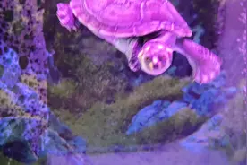 如何养好黄头龟