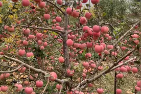 一棵苹果树可以结果一千斤，产值三千元视频封面