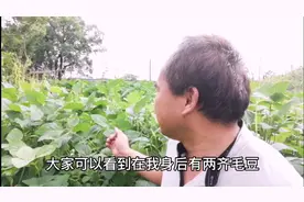 要让毛豆挂满枝，剪叶很关键，学会这个技巧，产量翻两倍。视频封面