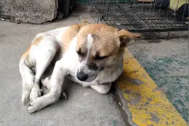 被车压伤过的小狗，是多么顽强的活着。