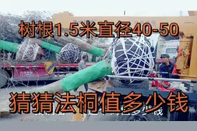 根围1.5米直径40-50的法桐风景树，大家猜猜值多少钱，猜对了吗视频封面