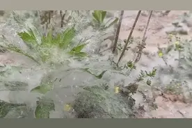 单县朱楼村，原大衣哥经常练歌的小树林里，下“雪”了