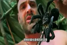 荒野求生 对比贝爷和德哥捉到狼蛛，两人的反应各不相同