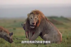 为什么老虎不吃狼，狮子不吃鬣狗？看完不禁赞叹真是聪明视频封面