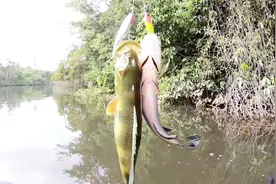 感觉还得在多绑几个鱼钩，这两个鱼钩不够用啊，一群鱼追着不放视频封面