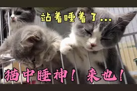 小奶猫秒睡的能力有多强？叫醒几次秒睡几次，简直太猛了！