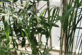 彩礼给与不给视频封面