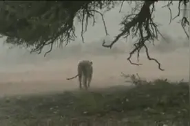暴风雨中的狮子视频封面