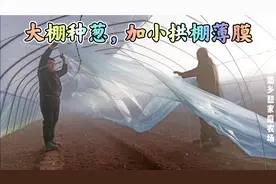 寒冬天气大棚里种葱，660元买薄膜加二层小拱棚，温度高了发芽快视频封面