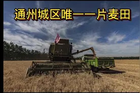 北京通州城区里的800多亩麦田，今天开始收割！场面壮观！视频封面