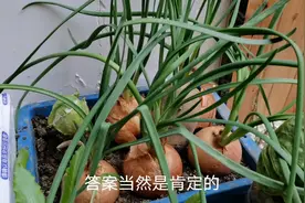 阳台种菜：洋葱发芽长出的苗，美味？有毒？