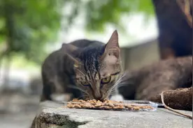 流浪猫吃饭的时候很警惕，左右看，见人就躲视频封面