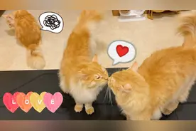 这只小狮子是只假猫吧，可以随便rua，手感爽到爆 #激萌奖金计划