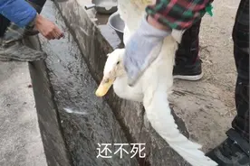 夫妻杀鸭还要吵架，结果鸭一直不死到处跑