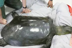 比国宝熊猫还稀有千百倍的动物，全球仅剩下3只，其中2只在中国！视频封面