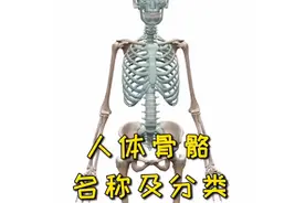 人体骨骼名称及分类