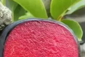 纯甜血李:高颜值大型早熟品种60克:挂果25天的红肉李，你吃过吗？