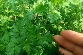 农村这一种野草，牛羊不吃，但有很高的利用价值，你认识吗视频封面