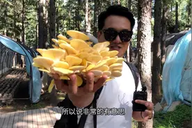 北京郊区树林里可以采蘑菇，已成周末自驾游新宠，千万别错过视频封面