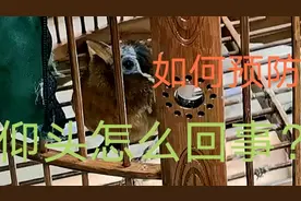 画眉得了仰头等于得了绝症，怎么回事，如何预防，老农告诉你