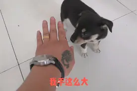 白脚白尾巴的小小流浪狗，真的不吉利么？你那有没有这一说视频封面