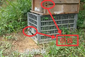 小伙养的蜜蜂遭到手指大的胡蜂袭击，无奈拍视频在线求救高手视频封面